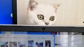 猫咪爆料视频大全播放网站,萌宠瞬间,笑料横生!  第1张 猫咪爆料视频大全播放网站,萌宠瞬间,笑料横生!  第1张