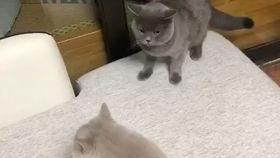 女猫在线观看,女猫在线直播,萌态百出引网友热议